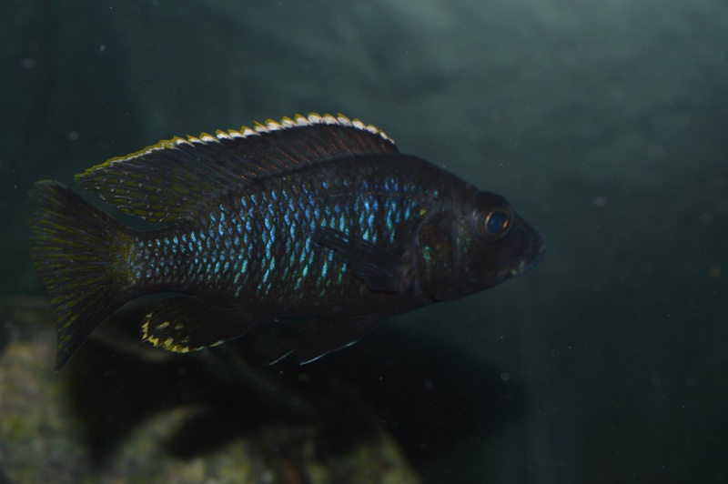 Stigmatochromis melanchros
